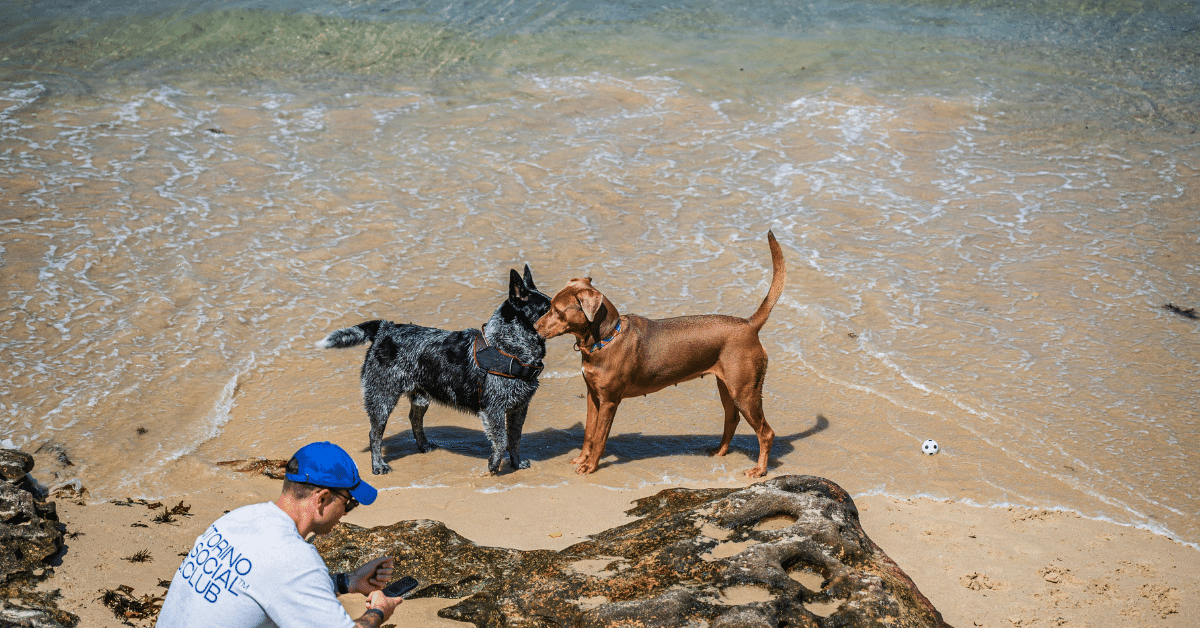 dog friendly vacations dog friendly vacations