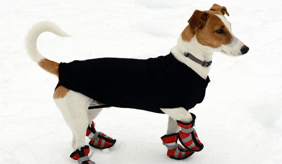 Are Dog Snow Boots Really Needed? Cold-Weather Paw Protection Tips for Dog Lovers in Northern Virginia and Southern Maryland