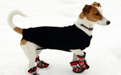 Are Dog Snow Boots Really Needed? Cold-Weather Paw Protection Tips for Dog Lovers in Northern Virginia and Southern Maryland