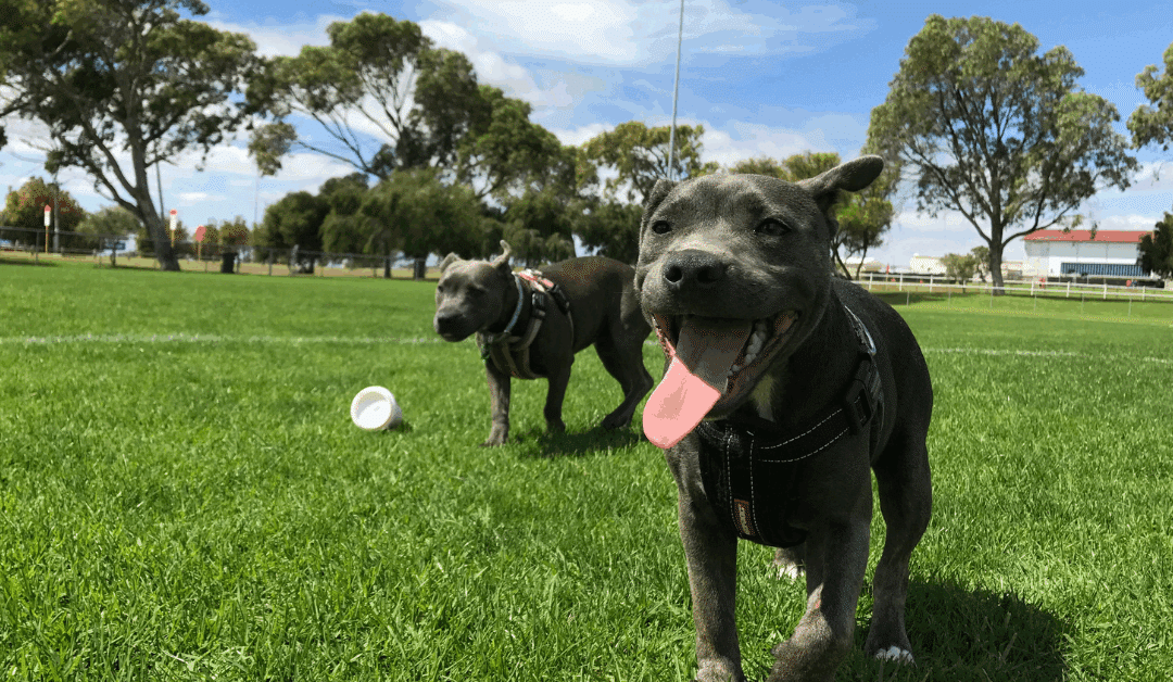 Best Dog Parks to Visit This Fall in Springfield, Franconia & Kingstowne