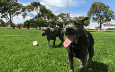 Best Dog Parks to Visit This Fall in Springfield, Franconia & Kingstowne