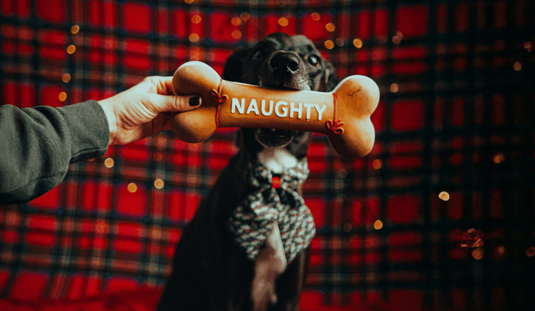 Christmas Gift Ideas for Dog Lovers in Northern Virginia and Southern Maryland