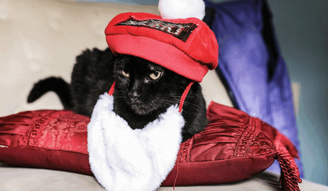 5 Tips for Finding a Holiday Pet Sitter in the DMV