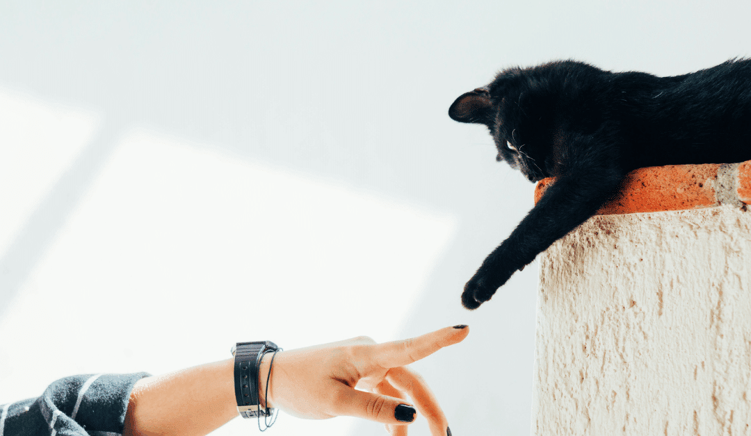 Preparing Your Pet for the Holidays: Local Holiday Pet Services in Alexandria & Springfield That Make Life Easier