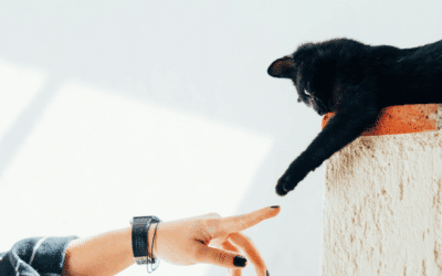 Preparing Your Pet for the Holidays: Local Holiday Pet Services in Alexandria & Springfield That Make Life Easier