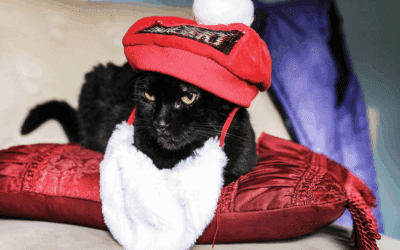 5 Tips for Finding a Holiday Pet Sitter in the DMV