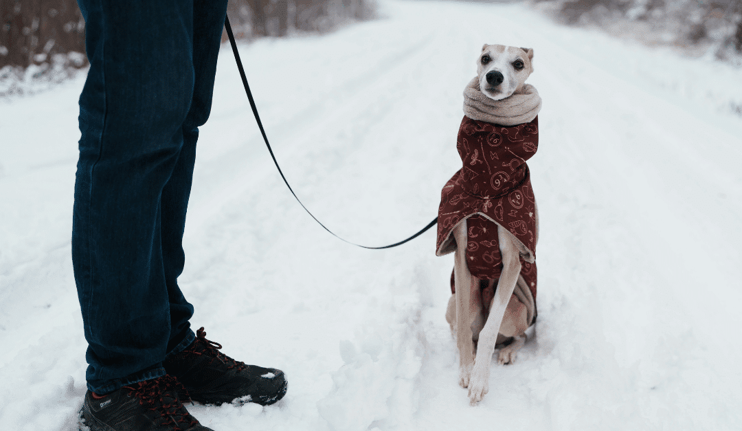 How Cold Is Too Cold for Dogs? Tips for Winter Walks Around Waldorf & Fort Washington