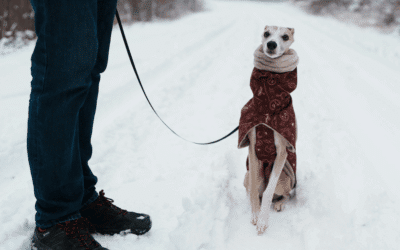 How Cold Is Too Cold for Dogs? Tips for Winter Walks Around Waldorf & Fort Washington