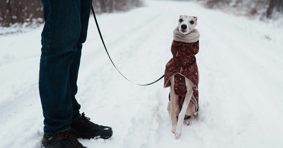 how cold is too cold for dogs