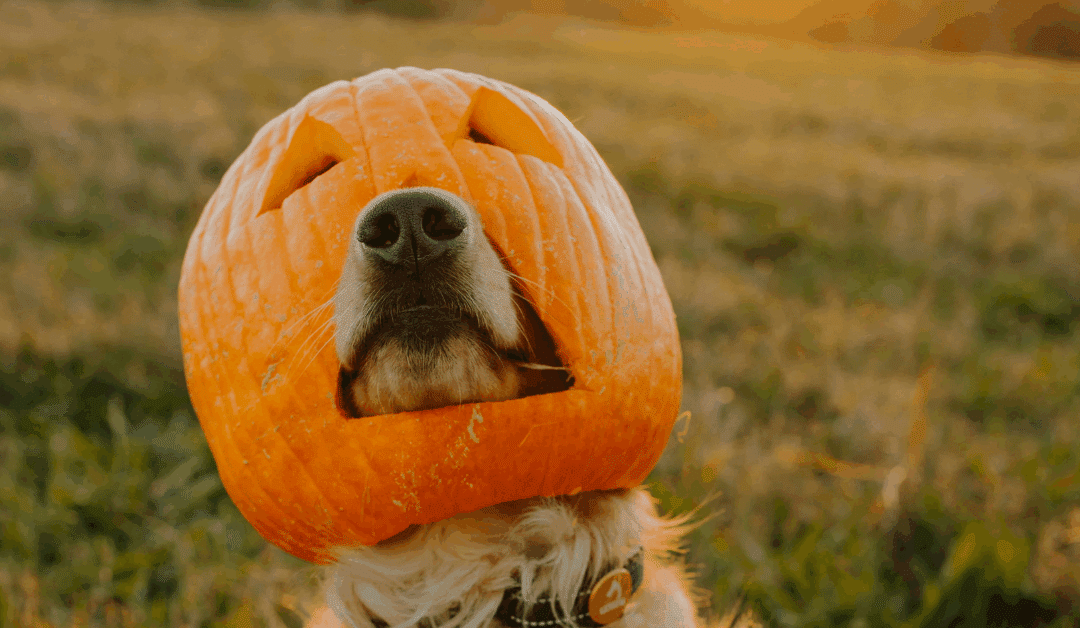 Thanksgiving Safety Tips for Pets: What to Share (and Skip) from the Table