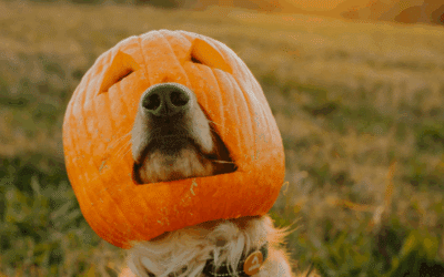 Thanksgiving Safety Tips for Pets: What to Share (and Skip) from the Table