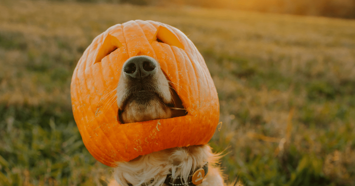 thanksgiving safety tips