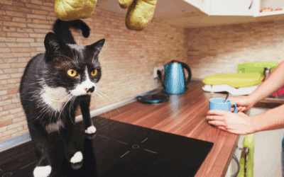 Reliable Holiday Cat Sitting in Fort Washington, Oxon Hill, and Temple Hills