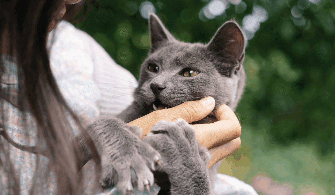 Holiday Cat Sitting Services in Clinton, Camp Springs, and Westphalia for Stress-Free Travel Plans