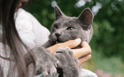 Holiday Cat Sitting Services in Clinton, Camp Springs, and Westphalia for Stress-Free Travel Plans