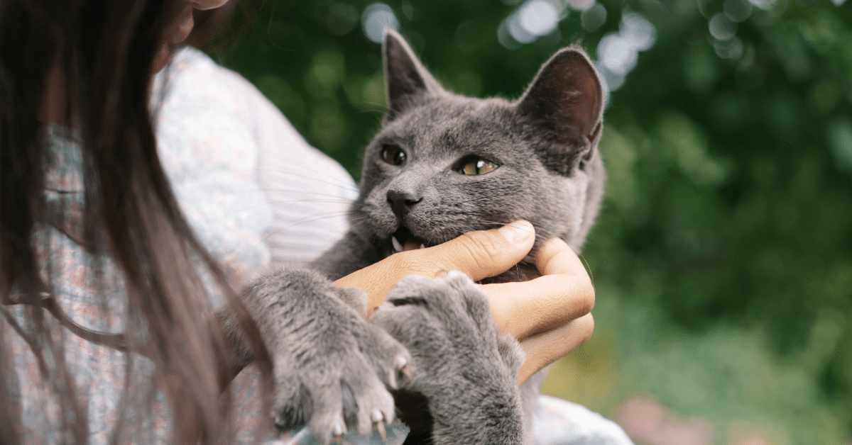 cat sitting services cat sitting services