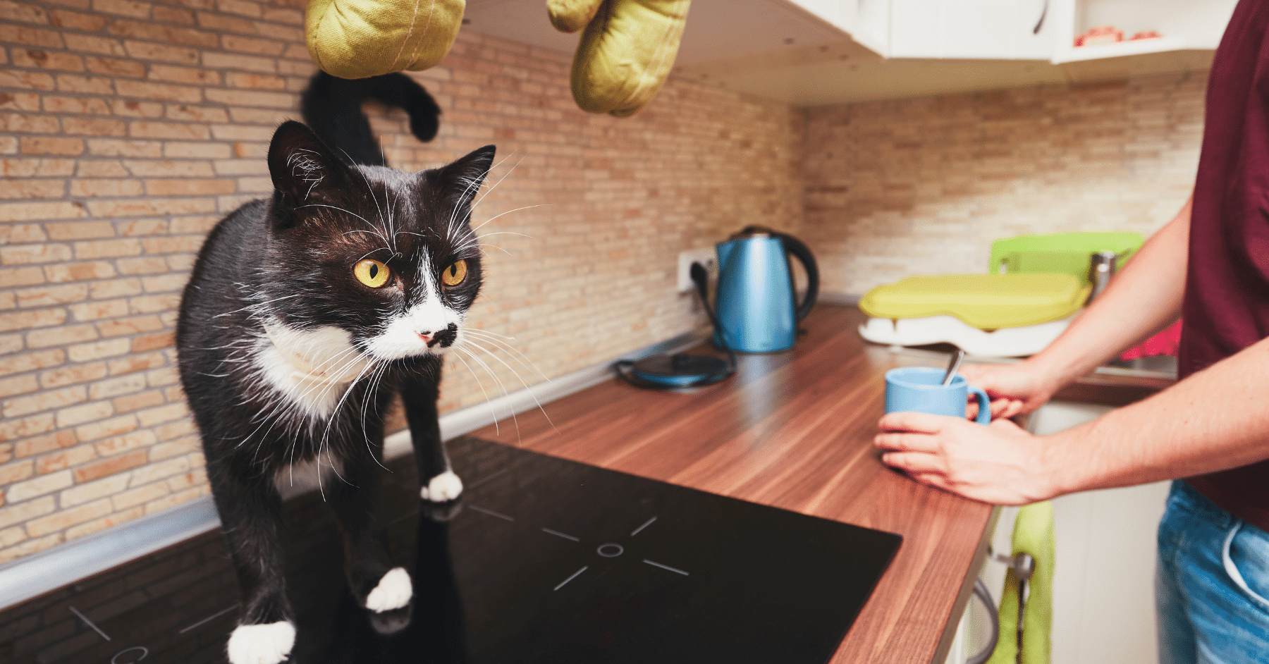 cat sitting cat sitting