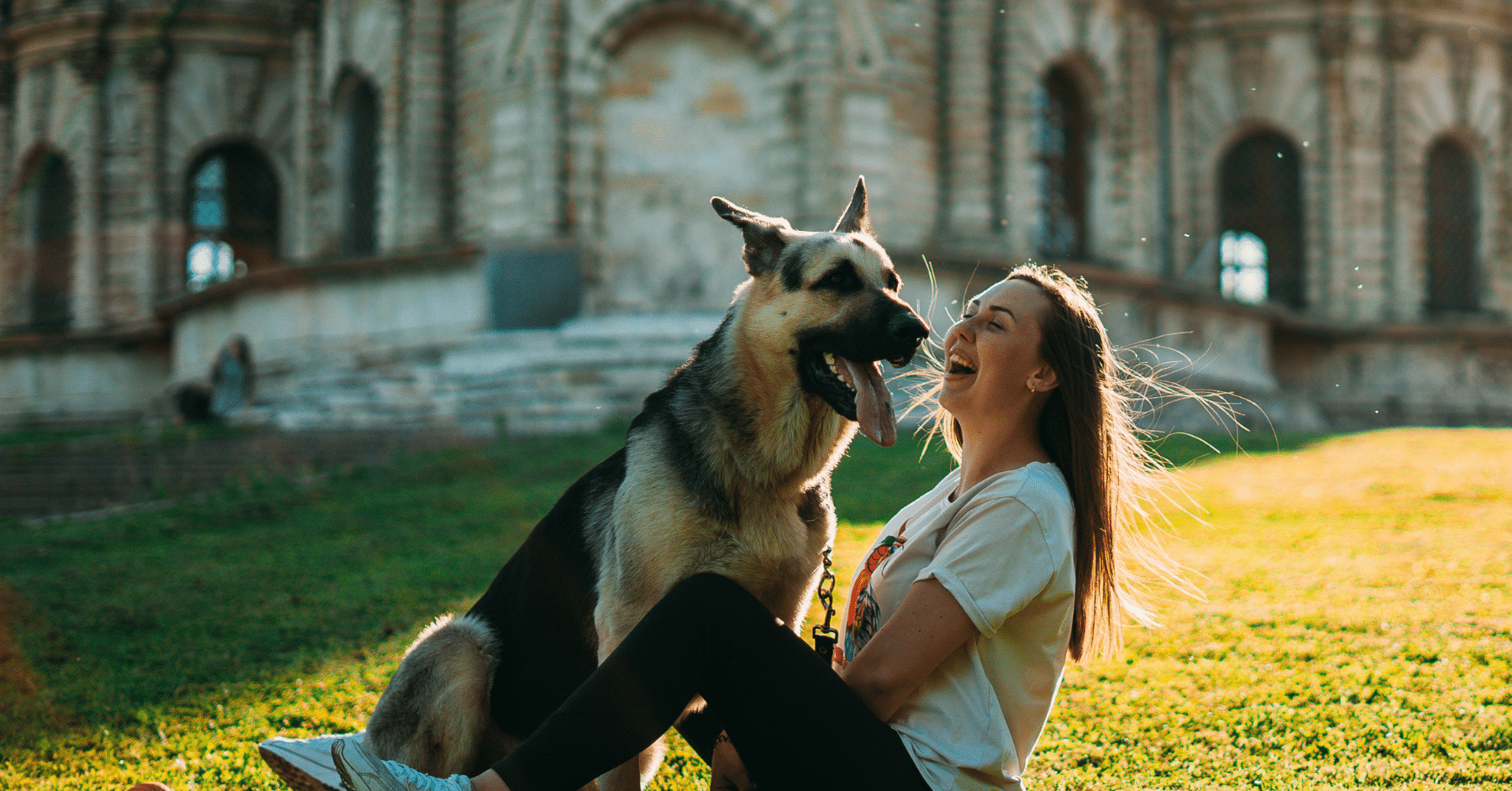 dog sitting Dog Sitting