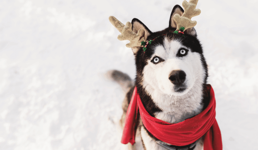 Full Service Pet Care | Holiday Dog Walking and Pet Taxi Services in Accokeek and Fort Washington