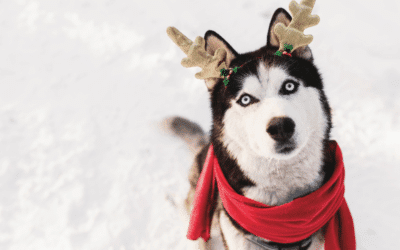 Full Service Pet Care | Holiday Dog Walking and Pet Taxi Services in Accokeek and Fort Washington