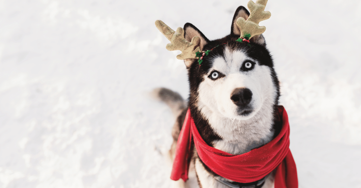 dog walking (1) dog walking