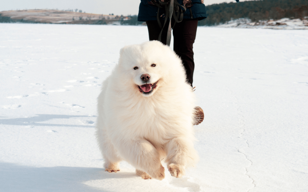 dog walking services