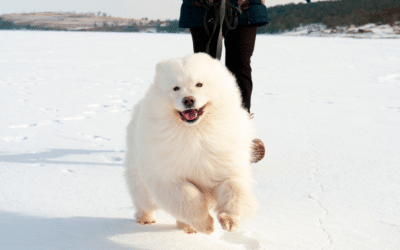 Winter Dog Walking Services in Springfield, Kingstowne, and Franconia That Keep Pets Safe and Active