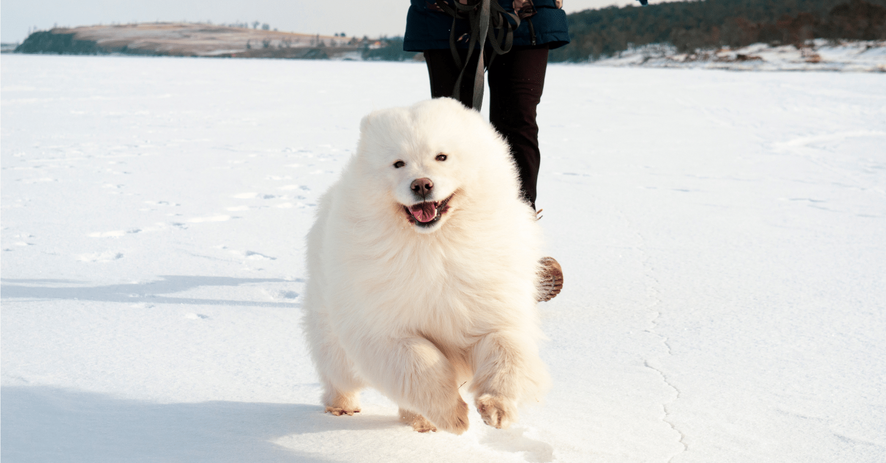 dog walking services dog walking services