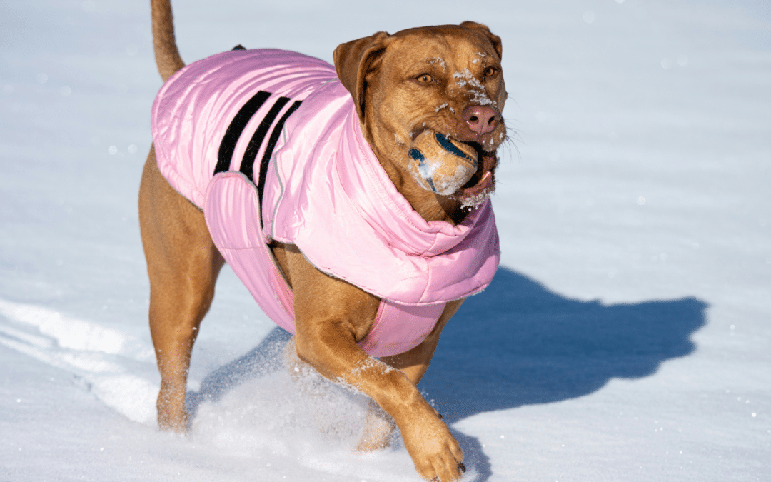 Winter Pet Care Services in Waldorf and Brandywine: How to Keep Pets Comfortable in Cold Weather