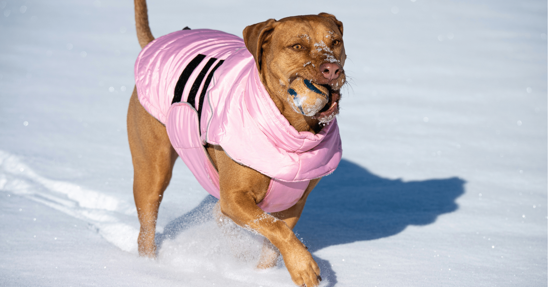 pet care services pet care services