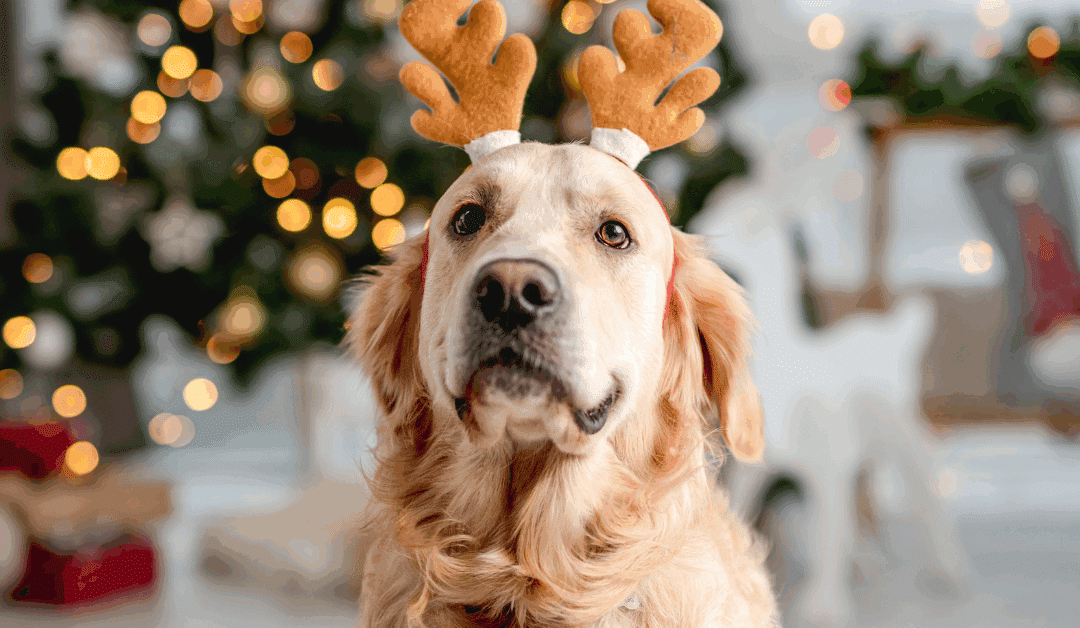 Holiday Pet Sitting Services in Lorton, Groveton, and Mount Vernon for Busy Travelers