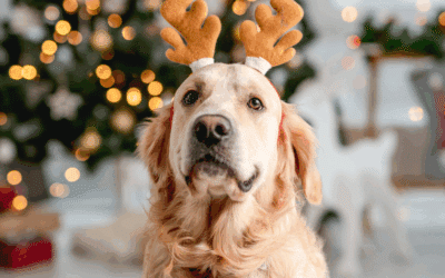 Holiday Pet Sitting Services in Lorton, Groveton, and Mount Vernon for Busy Travelers