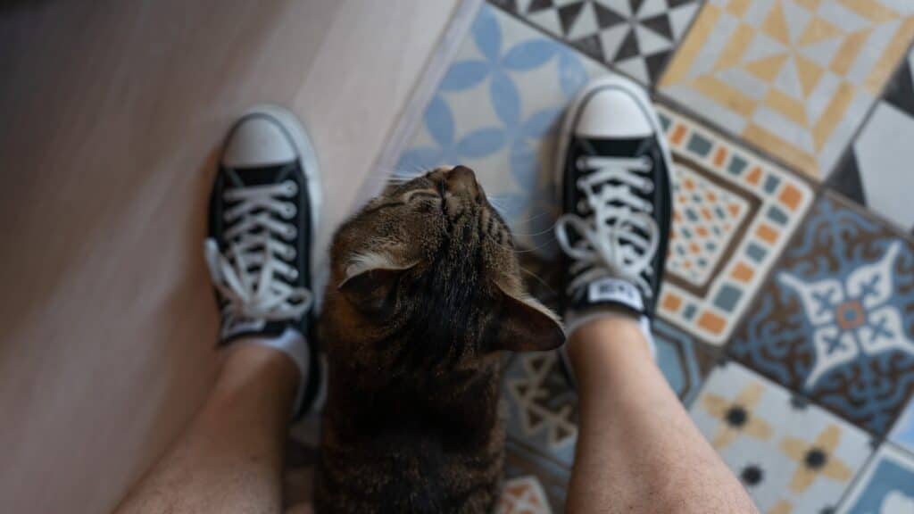 Reliable Holiday Cat Sitting in Fort Washington, Oxon Hill, and Temple Hills 3 cat sitting