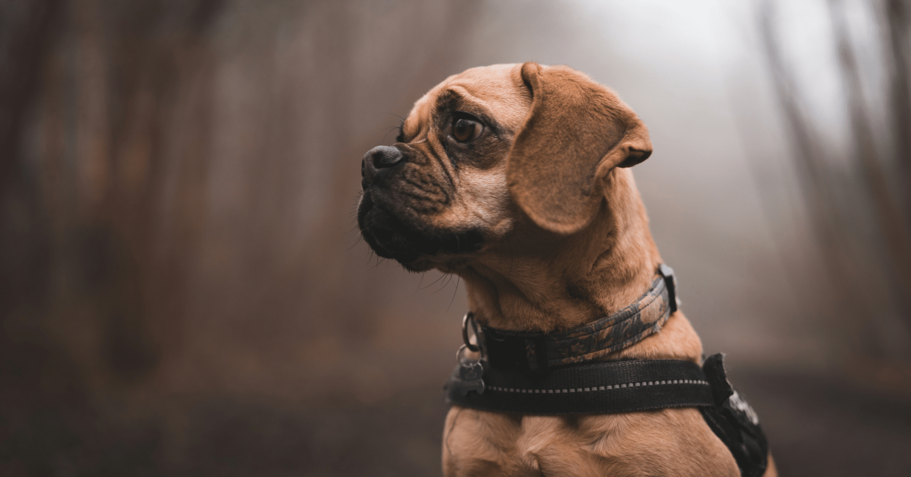 dog walking (1) dog walking