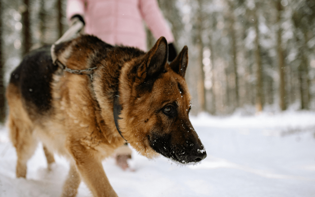 Winter Dog Walking in Camp Springs, MD: 6 Ways to Walk Safely Around Ice and Salt