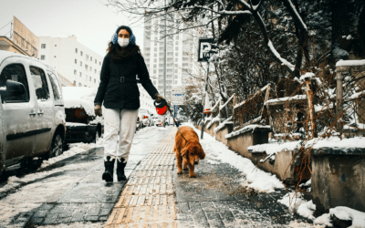 Winter Dog Walking in Oxon Hill, MD: 5 Ways to Protect Paws From Salt and Ice Melt