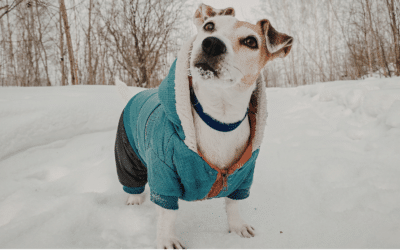 5 Reasons Dog Walking in Alexandria, VA Is Crucial During Cold Winter Months