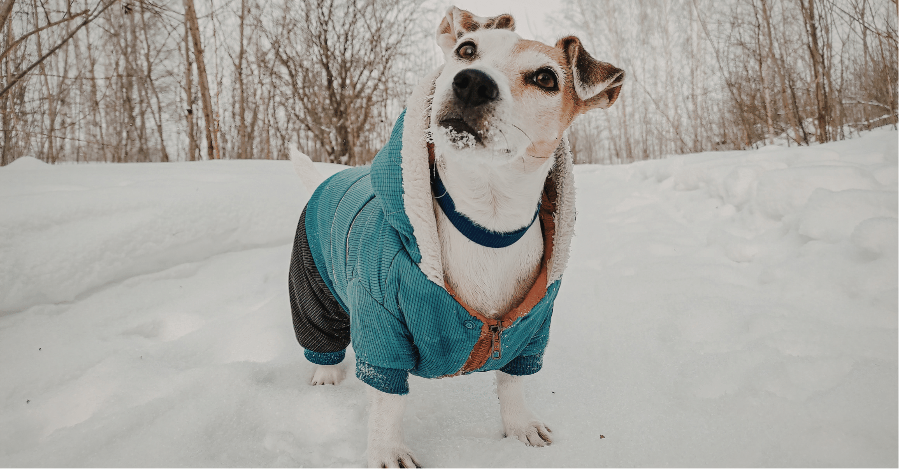 dog walking dog walking