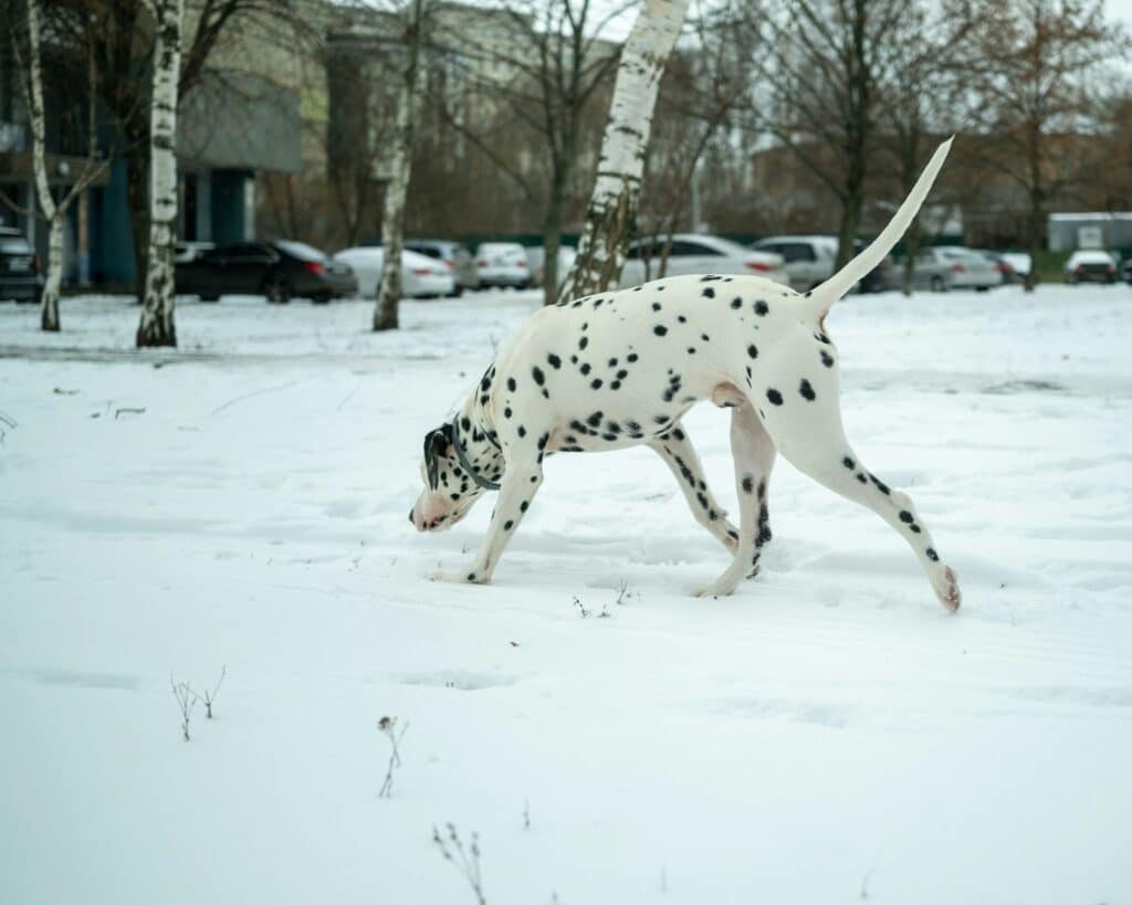 Dalmatian dog exploring a snowy park
