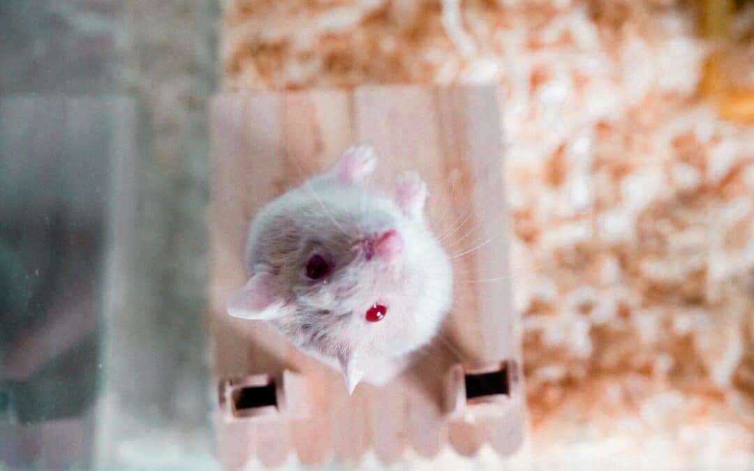 Do hamsters like to be held? | Build a bond with your hammy!