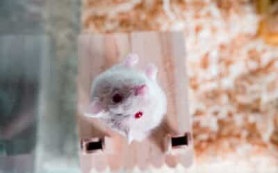 Do hamsters like to be held? | Build a bond with your hammy!