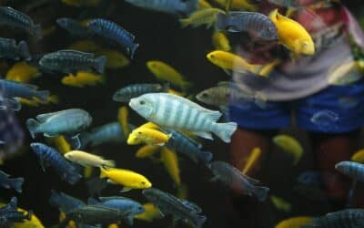 Frontosa cichlid care | Cyphotilapia frontosa
