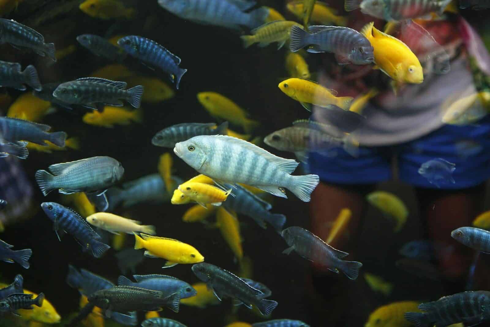 Colorful cichlid fish swimming in an aquarium, showcasing vivid blues and yellows.