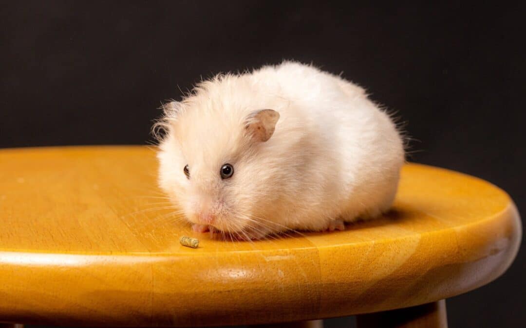 Are Hamster Balls Bad? All The Pros  Cons