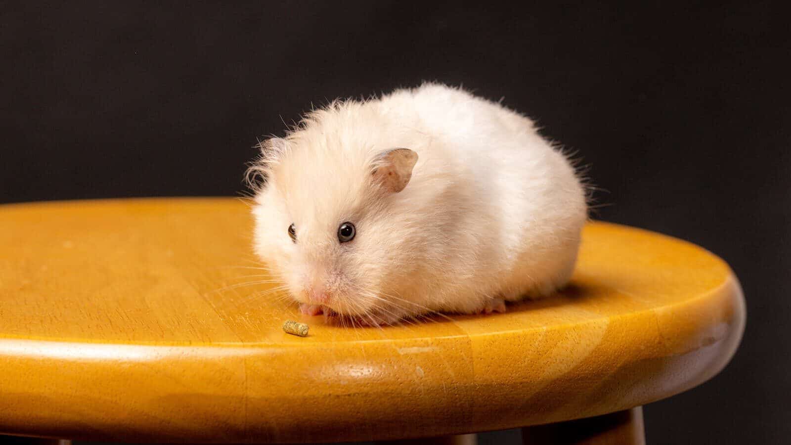 Adorable fluffy hamster perched on a wooden stool, nibbling a food pellet.