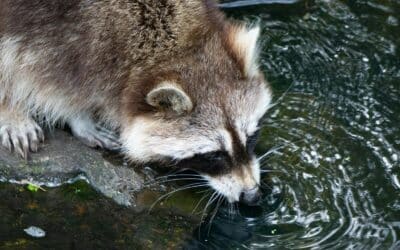 Can Raccoons Be Pets? The Truth Behind Owning a Wildly Unique Companion