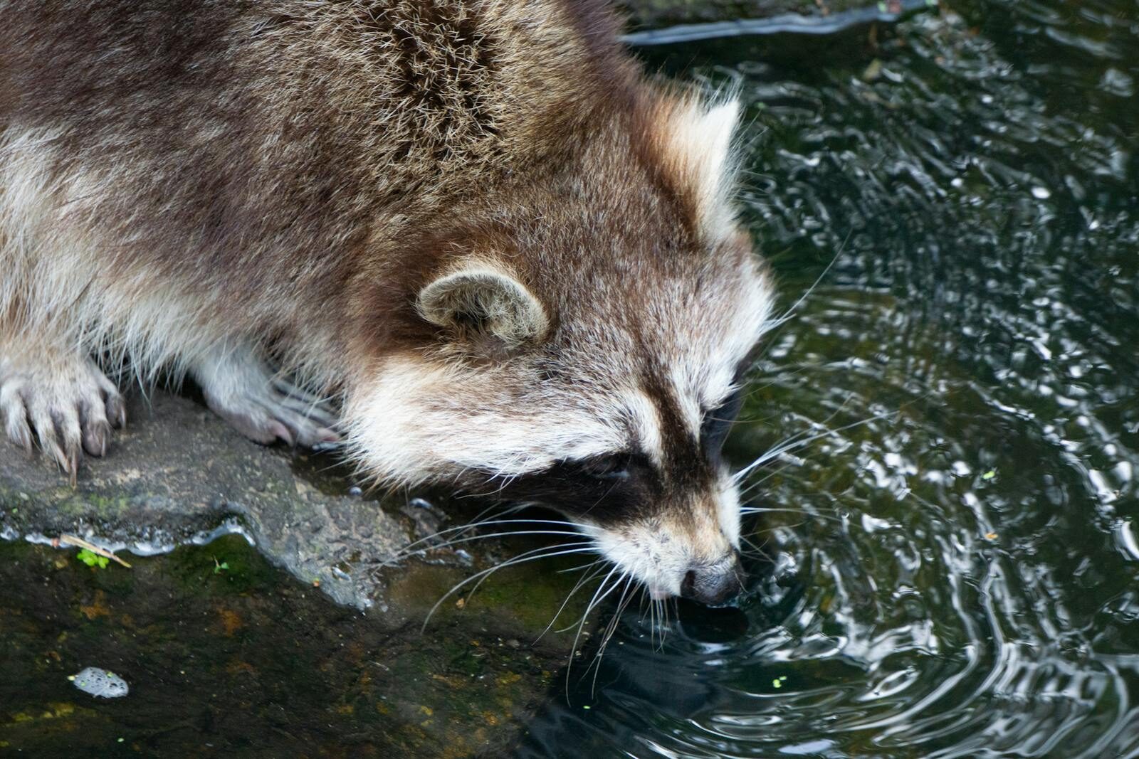 A raccoon drinking from a stream, captured in a natural setting. Perfect for wildlife photography enthusiasts.