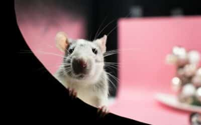 Rats As Pets: Pros and Cons (Is A Rat Right For You?)