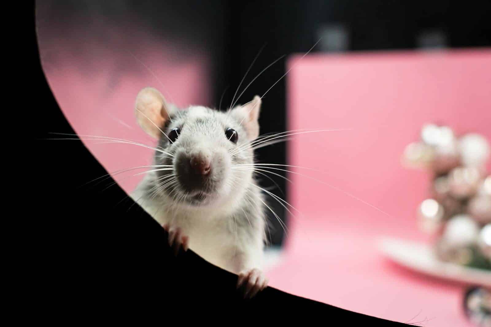 Adorable rat peeking over a ledge with a blurred pink background.
