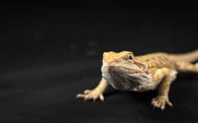 From Terrarium to Companionship: Why Pet Lizards Make Great Pets